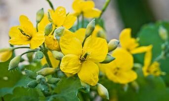 Beliebte Methoden zur Behandlung von Beinpilzen